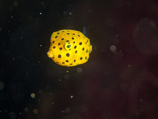 ミナミハコフグ, ハコフグ科, Yellow Boxfish, Ostracion cubicus, ハコフグ, ハコフグ科, Boxfish, Ostracion immaculatus, 幼魚yg ,  他。 ヒリゾ浜南伊豆町中木 静岡県伊豆半島-2025 日本有数のシュノーケリングスポット。 夏の数カ月間だけ渡し船で行ける。 水質透明度魚影が素晴らしい。  © d3_plus