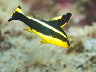 Fototapeta premium コロダイ, イサキ科, Painted Sweetlips, Diagramma pictum, 幼魚yg, 他。 ヒリゾ浜南伊豆町中木 静岡県伊豆半島-2025 日本有数のシュノーケリングスポット。 夏の数カ月間だけ渡し船で行ける。 水質透明度魚影が素晴らしい。 