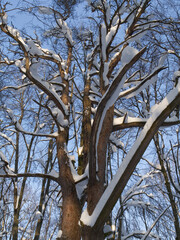Winter forest, trees covered with fresh snow after snow falling.