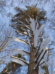 Winter forest, trees covered with fresh snow after snow falling.