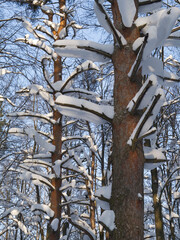 Winter forest, trees covered with fresh snow after snow falling.