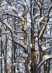 Winter forest, trees covered with fresh snow after snow falling.