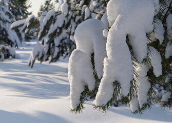 Spruce trees covered with fresh snow in the winter forest.