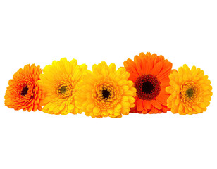 Five vibrant gerbera daisies in shades of orange and yellow, arranged against a stark black background
