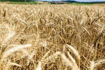 Close perspective on a thick cluster of golden wheat stalks glowing in bright sunlight, with softly blurred hills and farmland in the distance. The image highlights rich textures and the abundance of © Florent