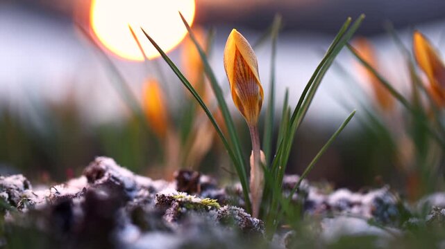 Blooming spring crocus flowers in a field at sunset. Smooth camera motion with golden sun silhouette on back