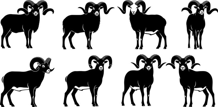 Silhouette of bighorn sheep in various poses