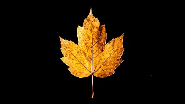 A vibrant yellow maple leaf is isolated against a stark black background, showcasing its intricate details and autumnal