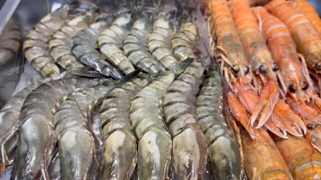 Seafood arranged in neat rows on ice, seafood quality, seafood shine and seafood natural color presenting premium shrimp selection and traditional fish market freshness. Coastal cuisine tradition.