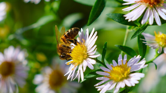 bees, abeille