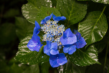 日本の風景・夏　岩手県一関市　雨のみちのくあじさい園