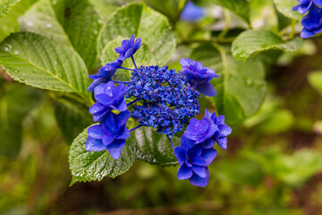 日本の風景・夏　岩手県一関市　雨のみちのくあじさい園