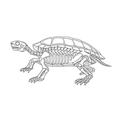 Fototapeta premium Turtle skeletal anatomy coloring book page full body pose detailed skull black white illustration printable outline