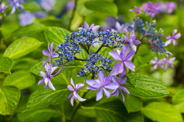 日本の風景・夏　岩手県一関市　雨のみちのくあじさい園