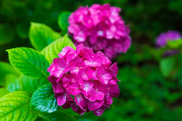 日本の風景・夏 岩手県一関市 雨のみちのくあじさい園 ミセスクミコ