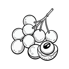 Obraz premium Longan Sketch Vector Illustration of Tropical Dragon Eye Fruit Bunch with Peeled Berry
