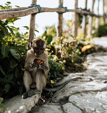 Wild lebender Affe frisst Fr&uuml;chte am Rand eines Dschungelpfades
