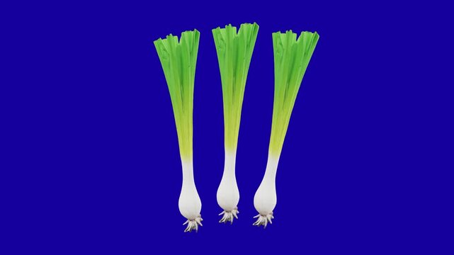 3D Green onion scallion vegetables animated on blue screen background