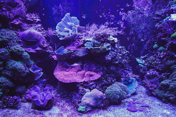 Magical coral reef in the blue sea © Andreea_Prodan