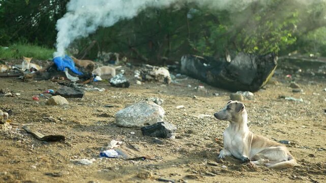 Aspin asong pinoy dogs Filipino puppy cute dump open burning of an illegal rabies garbage Philippines Cebu askal dog Canis lupus familiaris dumping solid beach waste toxic chemical, plastic and metals