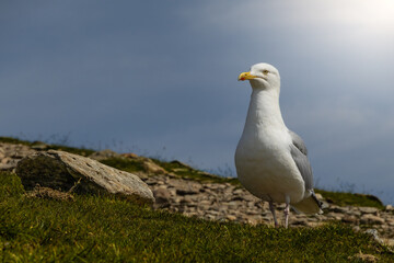 Fototapeta premium A Calm Seagull Standing Peacefully on a Grassy Mountain Hillside