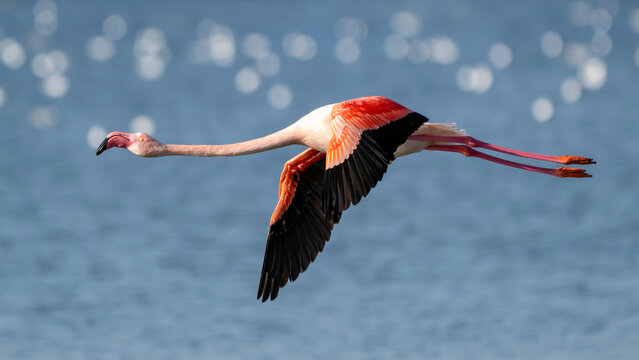 Greater flamingo (Phoenicopterus roseus) flying over a lagoon at Valle Canal Novo nature reserve, Marano Lagunare, Friuli Venezia Giulia, Udine, Italy.
