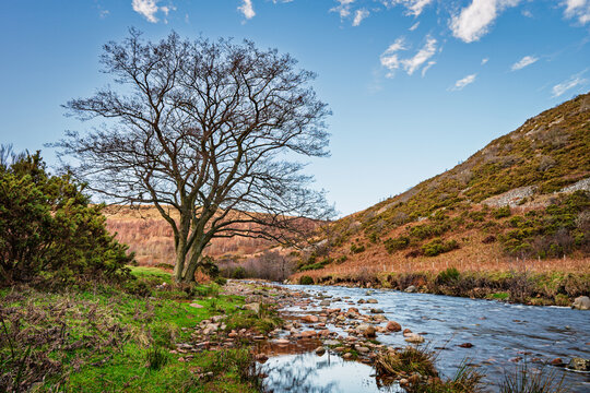 River Breamish and tree in Breamish Valley, a scenic river valley in Northumberland, England, in the National Park. It&rsquo;s known for its rolling hills at the foot of the Cheviot Hills