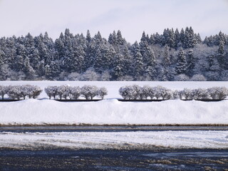 雪化粧した杉の木