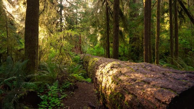 Sunlit rainforest trail with a moss-covered fallen tree trunk and ferns in Olympic National Park, Washington. Golden hour wilderness scenery in the Pacific Northwest