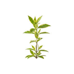 Obraz premium Green plant with variegated leaves growing upright isolated on a transparent background