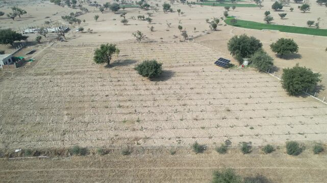 olive garden in baren field