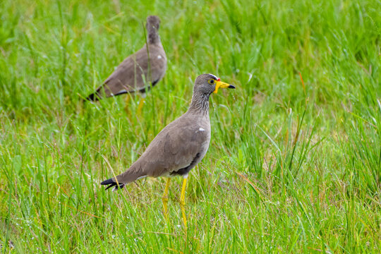A pair of African wattled lapwings in a nature reserve in Zimbabwe
