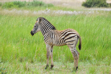 Fototapeta premium A baby zebra in a nature reserve in Zimbabwe