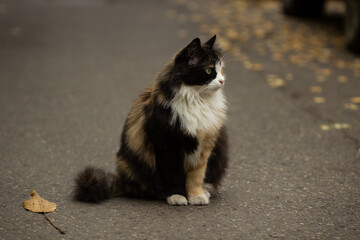 Tricolor cat and autumn leaves