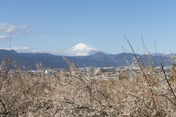 曽我梅林の満開の梅越しに望む冠雪の富士山