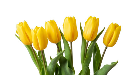 Bright yellow tulips with green stems and leaves isolated on a transparent background
