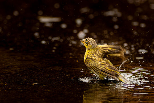 P&aacute;ssaro tomando banho em possa de &aacute;gua de chuva.  