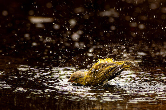 P&aacute;ssaro tomando banho em possa de &aacute;gua de chuva.  