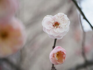 春を告げる梅の花