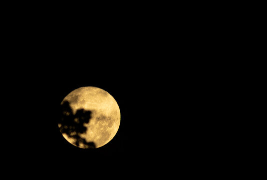 Lua cheia em c&eacute;u de noite com sombra de galho de &aacute;rvore. 