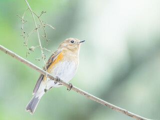 Red-flanked Bluetail - A Spirited Mountain Rhythm - Wildlife Bird Photography