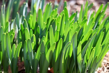 伸び始めたばかりのスイセンの葉