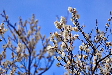 美しい白梅の花と枝ぶり