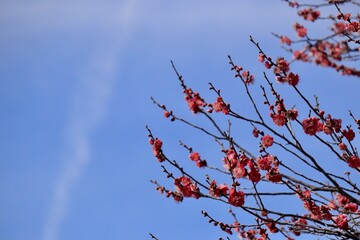 飛行機雲と咲き始める紅梅