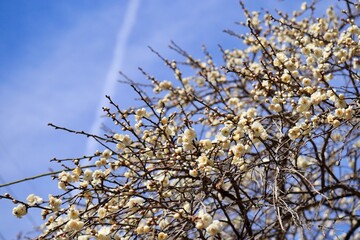 爽やかな飛行機雲のある空と満開の白梅