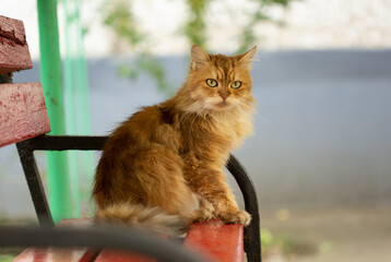 Ginger cat sitting on a bench