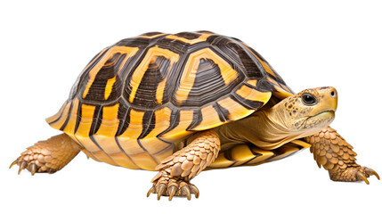 Obraz premium A small pet turtle with a vivid yellow and black striped shell and curious expression against a white background