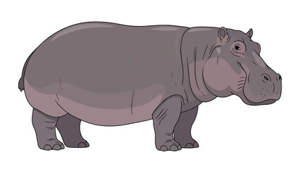 Obraz premium Charming illustrated hippopotamus standing on a clean white background, ideal for educational content and children's designs
