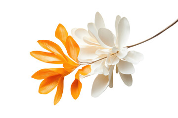 Obraz premium Delicate flowers one orange one white isolated on transparent background.