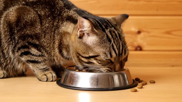 A beautiful domestic tabby cat is captured in a close-up, eye-level shot, intently enjoying its meal from a shiny metallic bowl. The feline's distinctive striped fur, delicate whiskers, and focused ex
